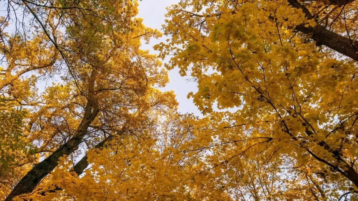 Қазақстанның ірі қалаларында бүгін күн жылынады