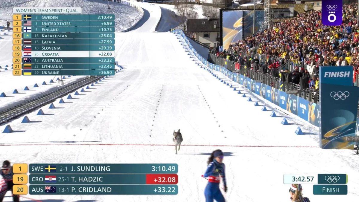 Қасқыр ма? Олимпиадада оқыс оқиға тіркелді