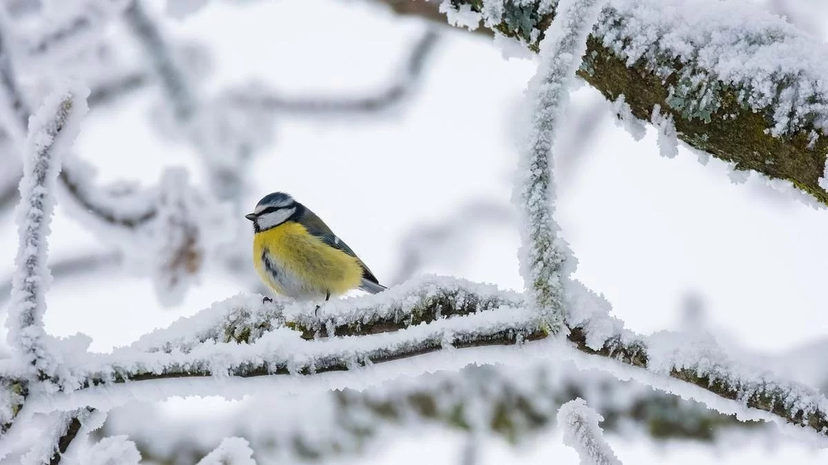 Күн күрт суиды: 20 ақпанға ауа райы болжамы