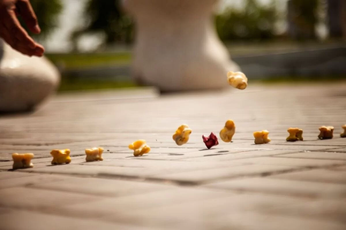 Көкшетауда 1,5 мың қыз бір уақытта асық ойнады