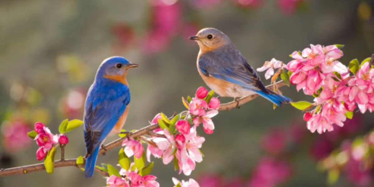 28 градусқа дейін жылы: 27 наурызға ауа райы болжамы