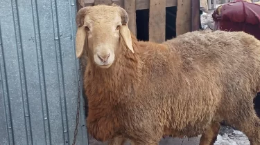 Риддерде жас босанған ана қошқар көтеру сайысында ерлерді шаң қаптырды (ВИДЕО)