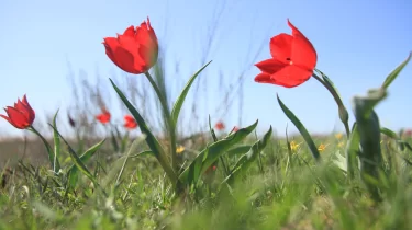 12 миллион теңгенің гүл шоғы: Түркістан облысында қызғалдақ үзген әйел іздестіріліп жатыр (ВИДЕО)