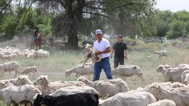 Жетісу облысында шопандар жарысы өтті