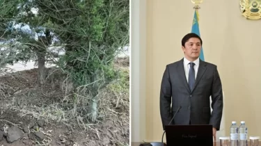 "Ағаштарды бояумен бояп қойған”: Президентті күткен Ақтөбенің әкімі желіде күлкіге қалды (ВИДЕО)