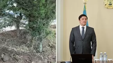 "Ағаштарды бояумен бояп қойған”: Президентті күткен Ақтөбенің әкімі желіде күлкіге қалды (ВИДЕО)