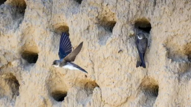 "Олар да тіршілік иесі": қарлығаш ұясын қорғамақ болған азамат жұмысынан кетті (ВИДЕО)