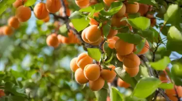 Жаздың дәмі мен денсаулықтың көзі – өріктің пайдасы