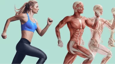 Бұлшықет жадының құпиясы: жылдам формаға оралудың ғылыми тәсілі