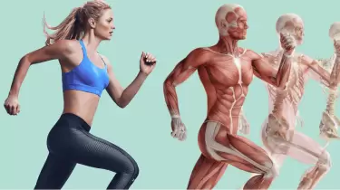 Бұлшықет жадының құпиясы: жылдам формаға оралудың ғылыми тәсілі