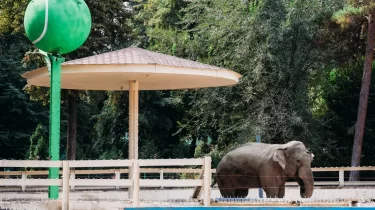 Алматыдағы піл "Қайрат" - "Селтик" жеңімпазын болжады