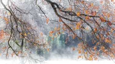Қар, үсік және тұман: Қазақстанның бірқатар өңірінде ауа райы бұзылады