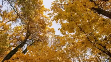 Қазақстанның ірі қалаларында бүгін күн жылынады