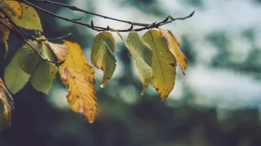 Солтүстік пен шығыста жауын-шашын: 27 қарашаға ауа райы болжамы