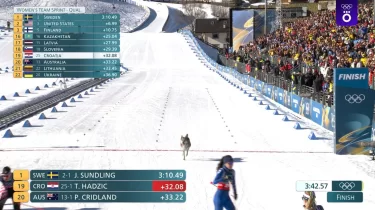 Қасқыр ма? Олимпиадада оқыс оқиға тіркелді