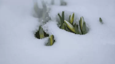 Күн күрт суытады: 24 ақпанға ауа райы болжамы