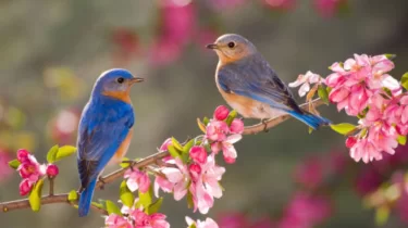 28 градусқа дейін жылы: 27 наурызға ауа райы болжамы